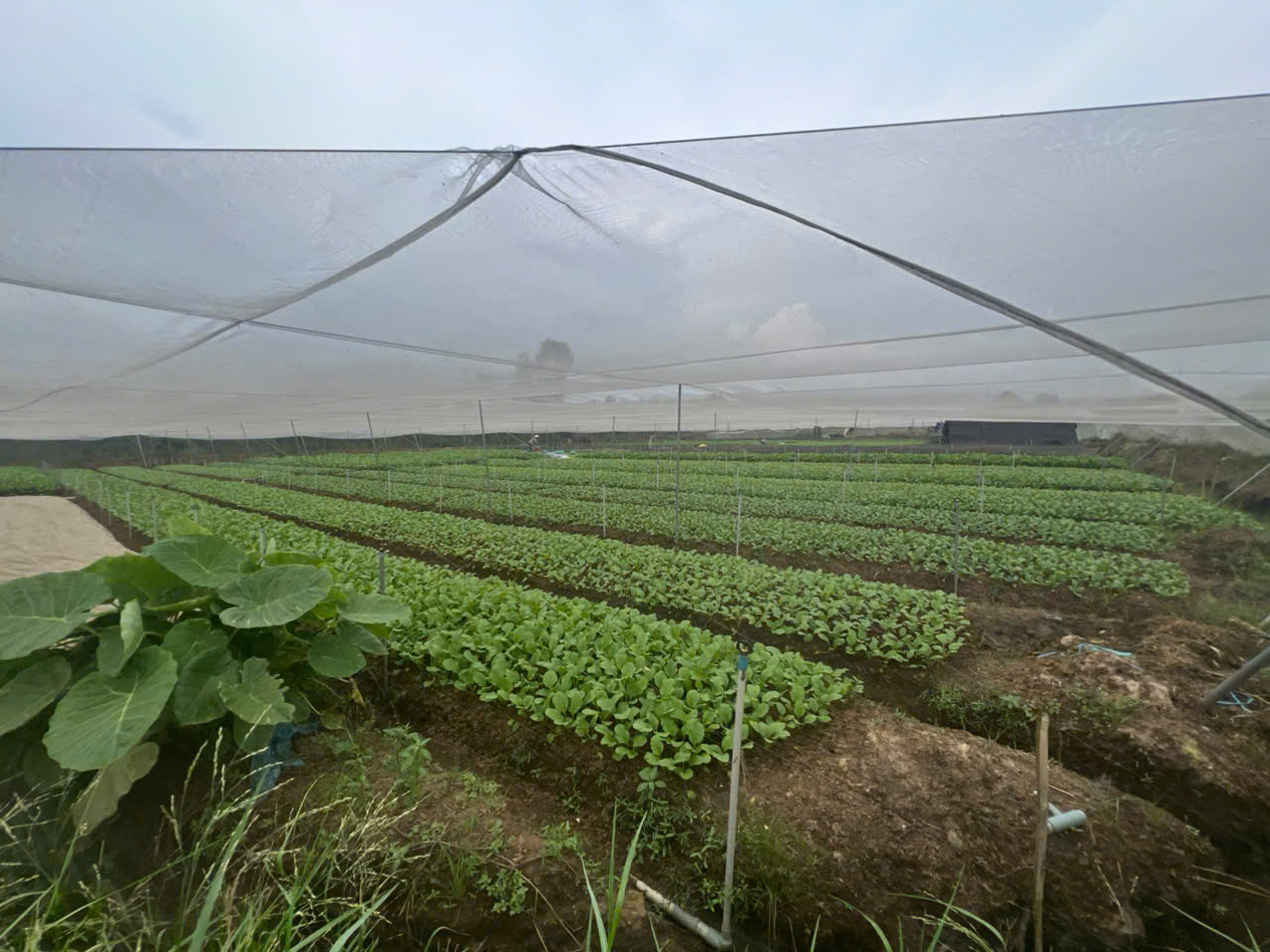 Chính chủ bán 8200m2 giá 2,5 triệu/m2 Dương Công Khi, Xuân Thới thượng, Hóc Môn